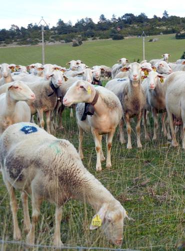 Troupeau de brebis Causse Méjean, Asso Des brebis et des hommes Le troupeau d'Anaïs