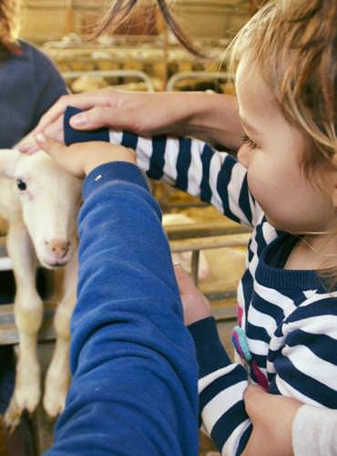 Rencontre avec les agneaux de Lozère, Marie Zinzoline Mais que c'est doux