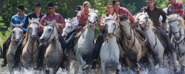 Bandido en Camargue