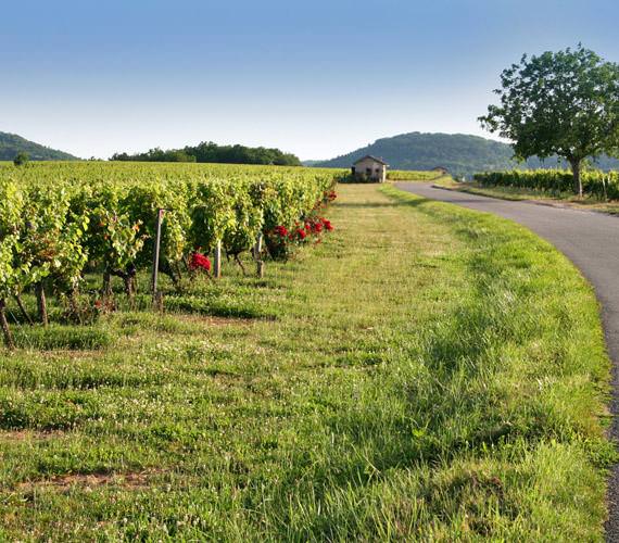 Le vignoble de Cahors © M.Morel / Lot Tourisme