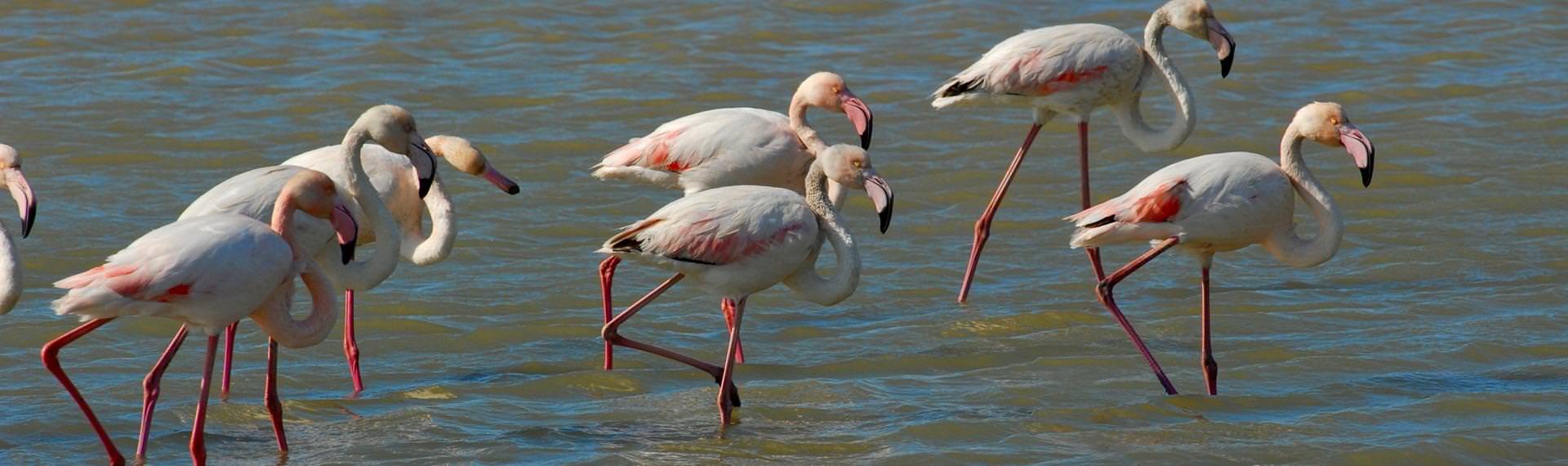 Parc naturel régional de la Narbonnaise en Méditerranée