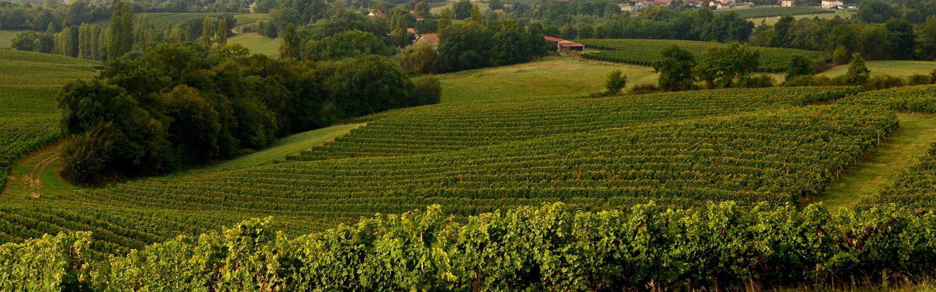 Vignes de l'AOP Saint-Mont © CRTL Occitanie / Patrice THEBAULT