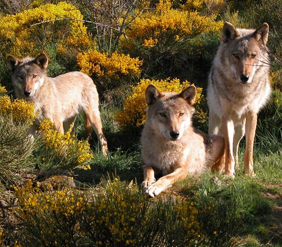 Parc des Loups du Gévaudan