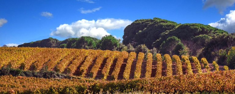 Vignes en automne - Costières de NîmesGard