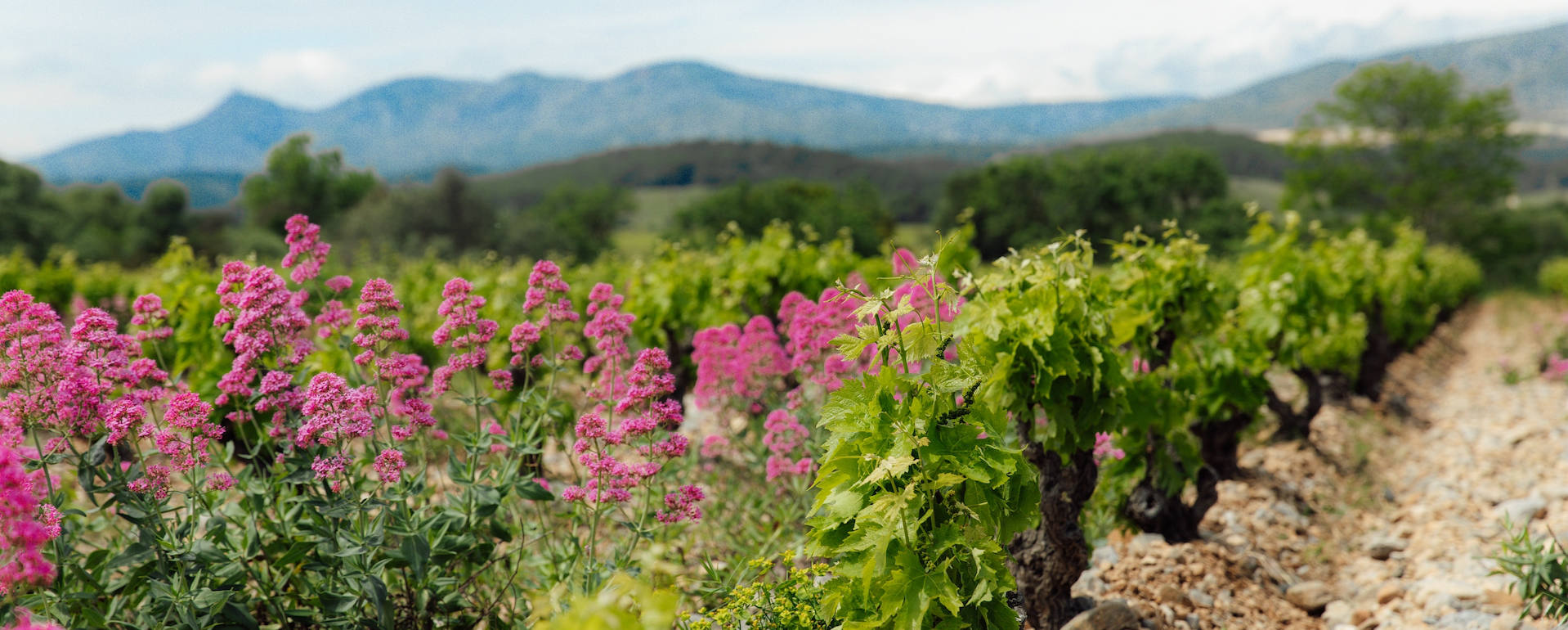 Vigne en Roussillon au printemps