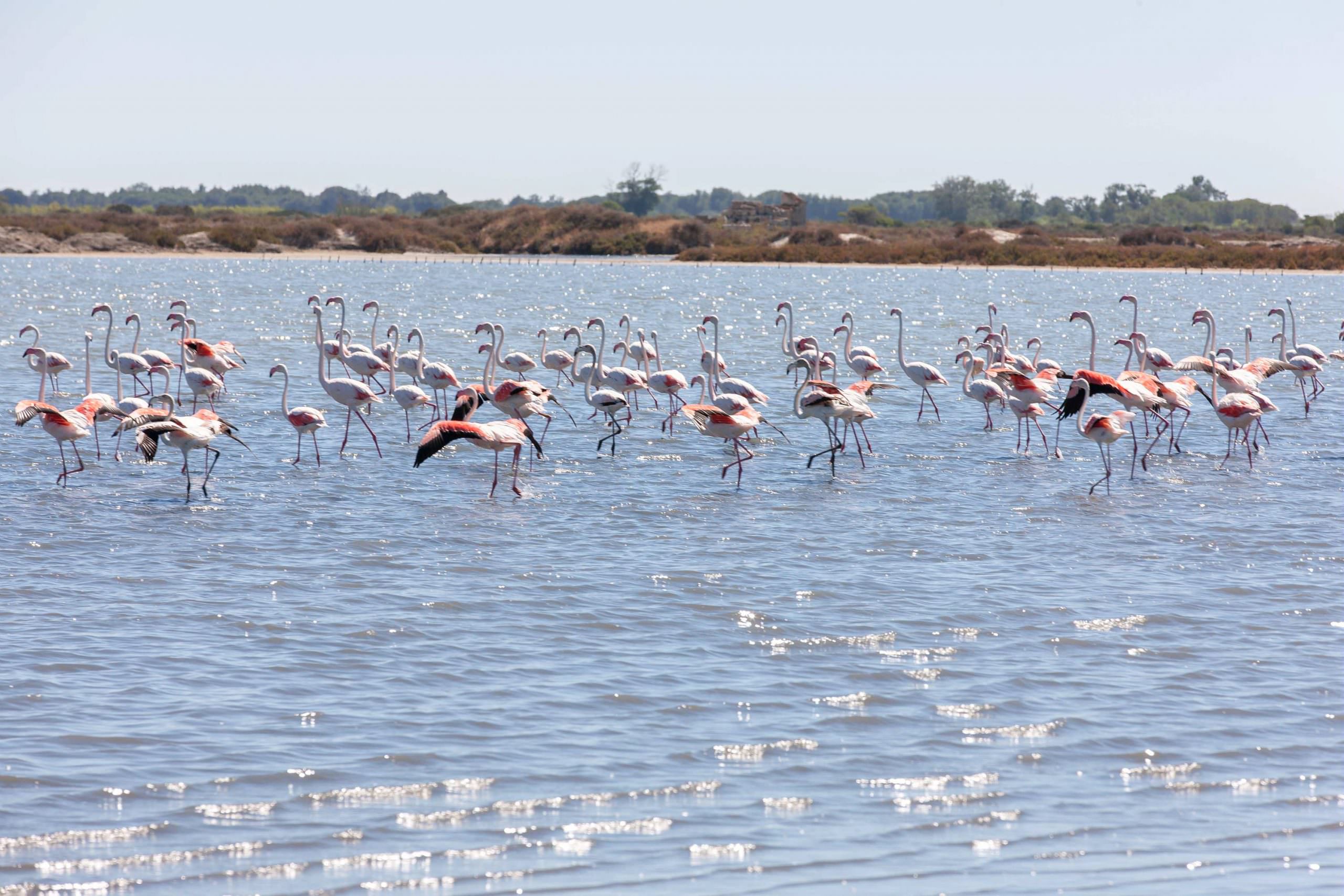Pink flamingos - Camargue © Jean-Marc Favre