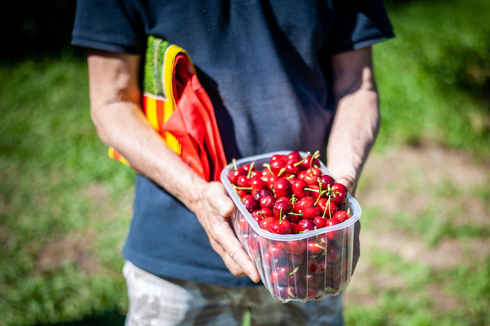 Cerises du Roussillon © CRTL Occitanie
