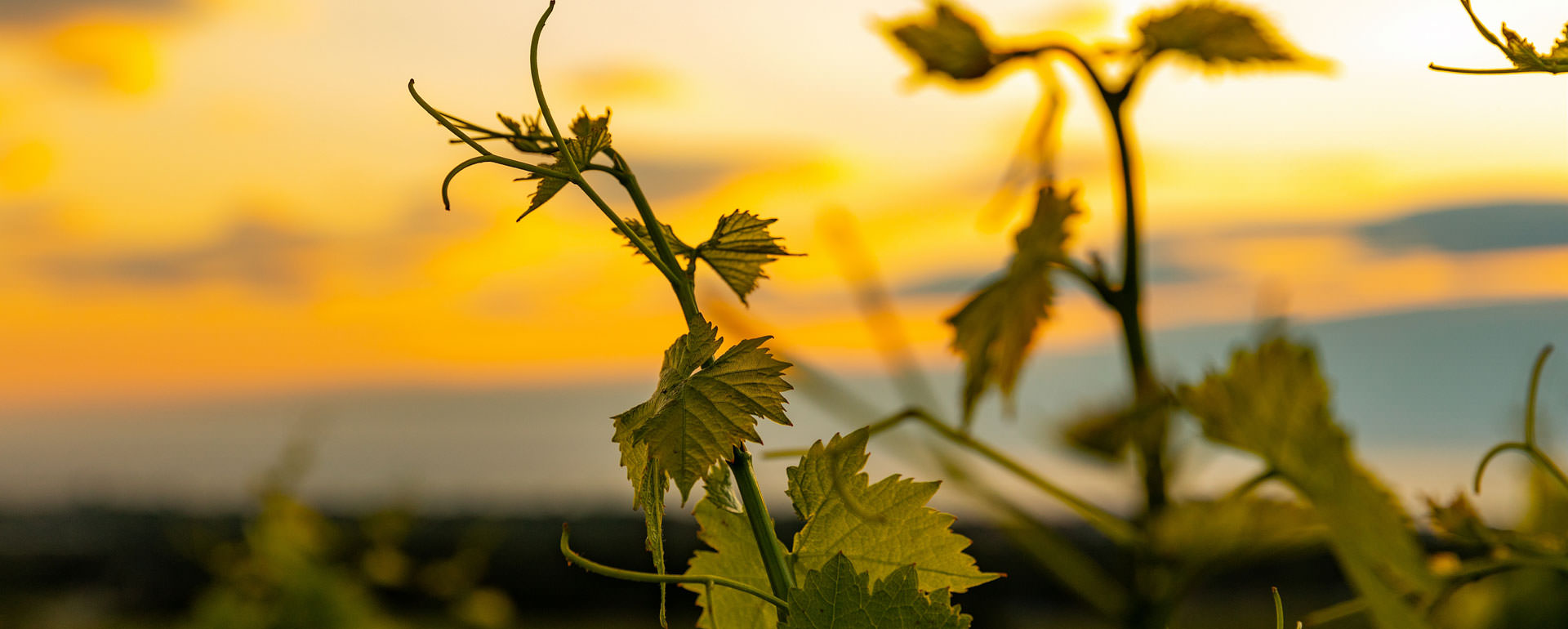 Vignobles du Roussillon  Vignobles du Roussillon