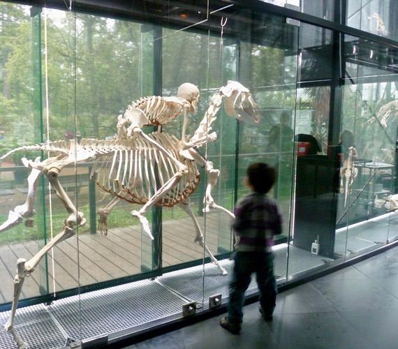 Le Muséum d'histoire naturelle © Christine Chabanette / CRTL Occitanie