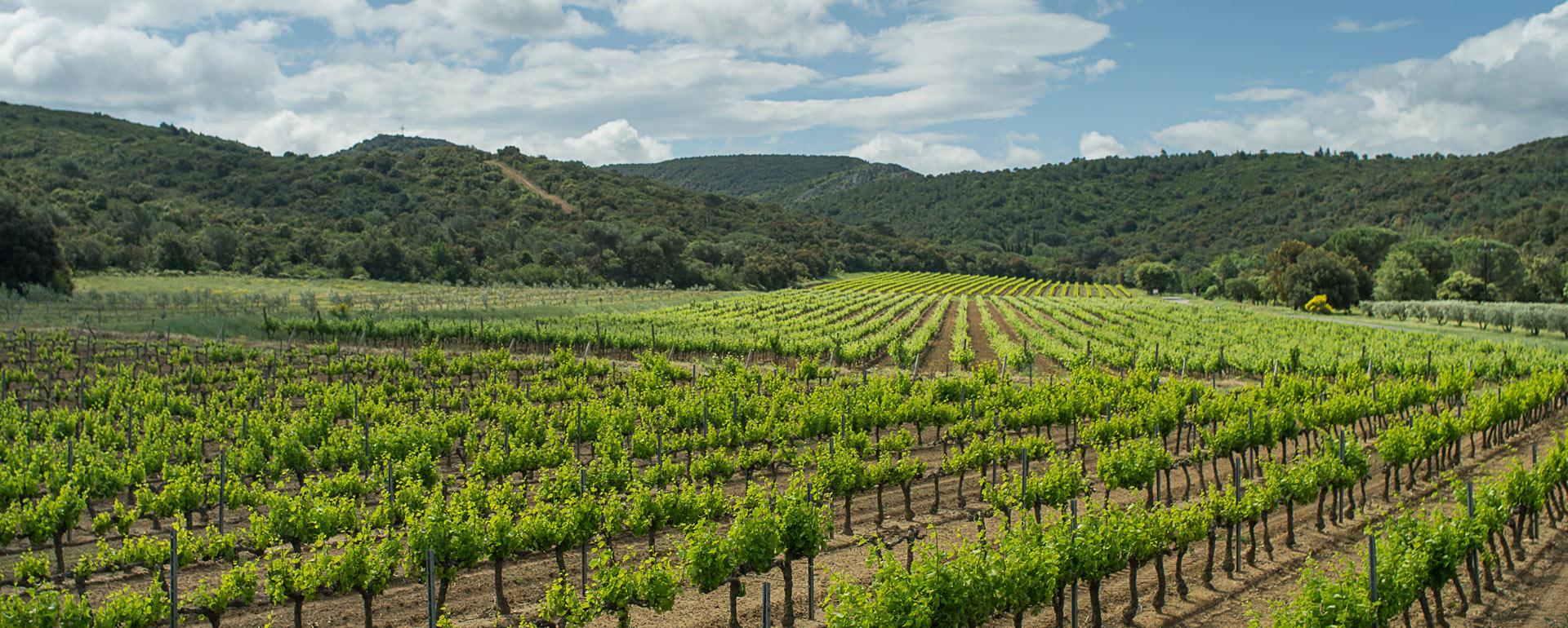 Les vignes de l'abbaye de Fontfroide