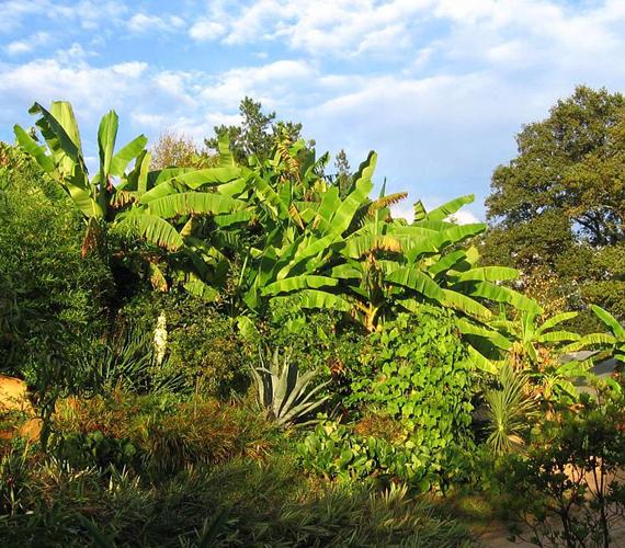 Palmeraie du Sarthou dans le Gers