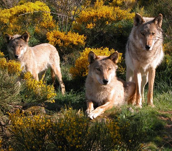 Parc des Loups du Gévaudan, Droits réservés Parc des Loups du Gévaudan