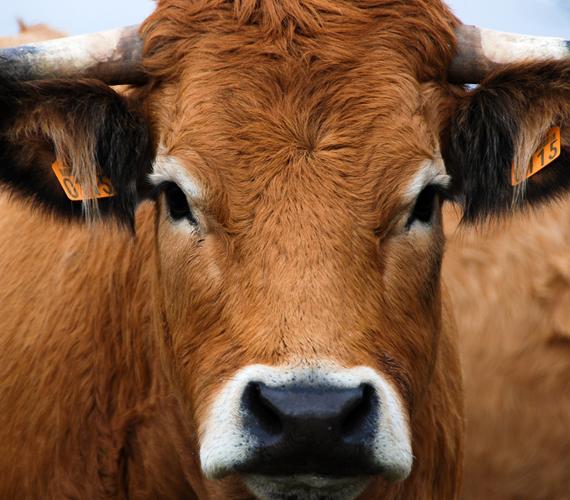Vache de race Aubrac
