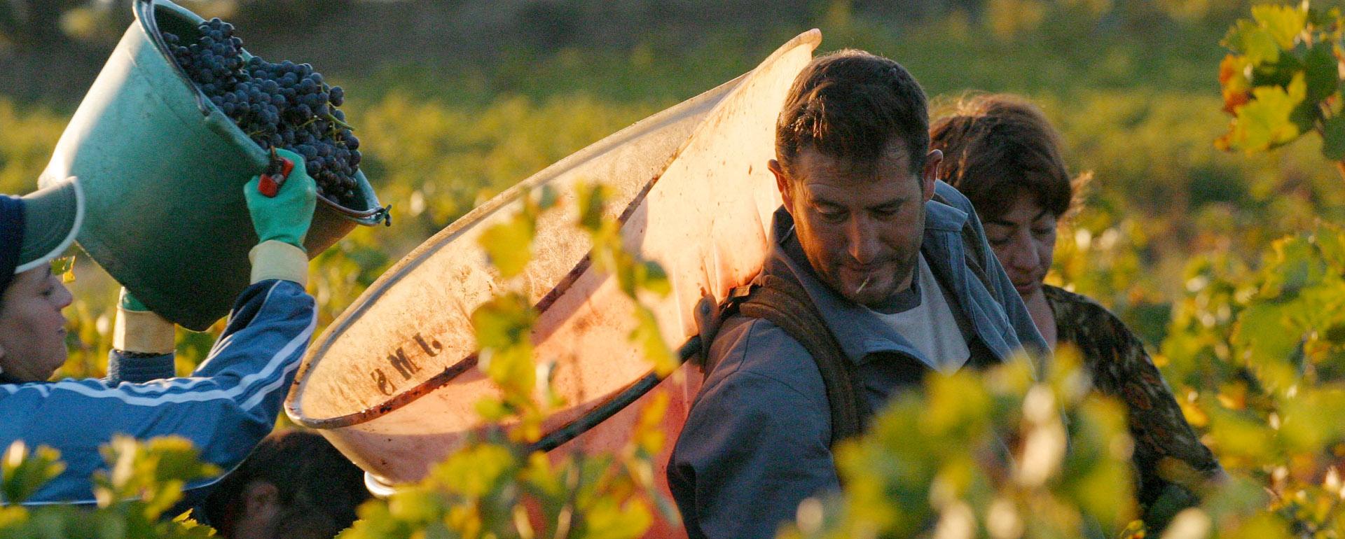 Vignerons au travail