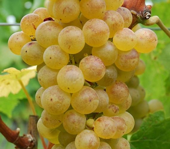 Chasselas de Moissac, Fanny Stelhin de Pixabay Chasselas de Moissac