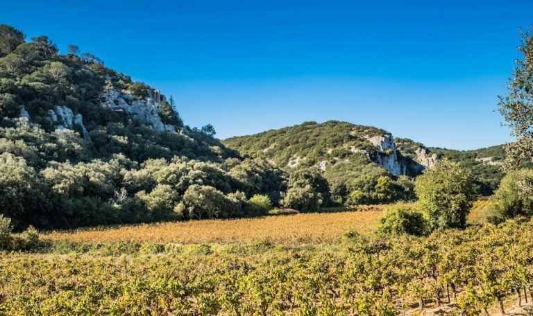 Vignes Côte du Rhône Gardoises en automne