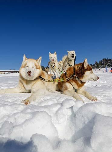 Les chiens après la ballade