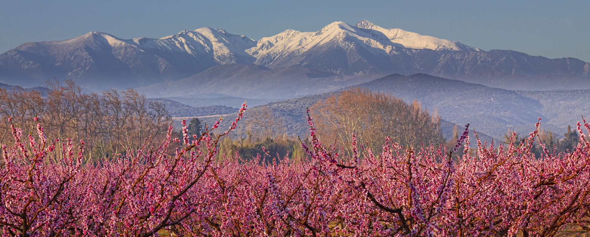 Massif du Canigou et vergers au printemps - Pyrénées-Orientales