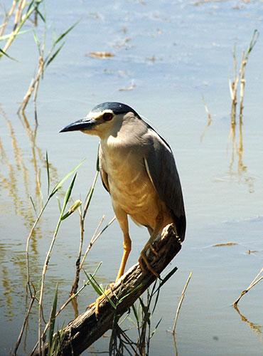 Oiseau réserve naturelle - Occitanie