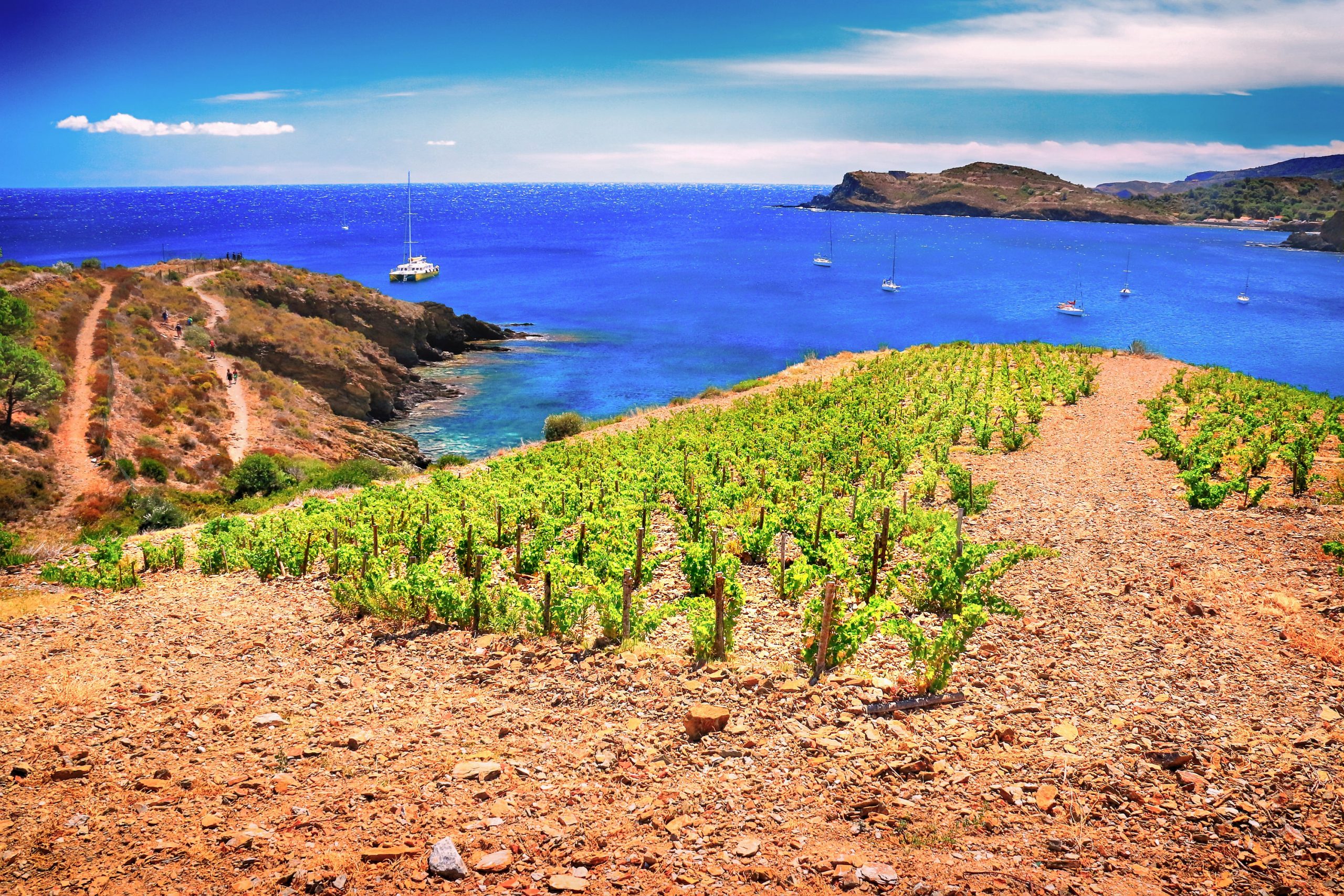 Côte vermeille - Vignes en terrasse © Deschamps / CRTL Occitanie
