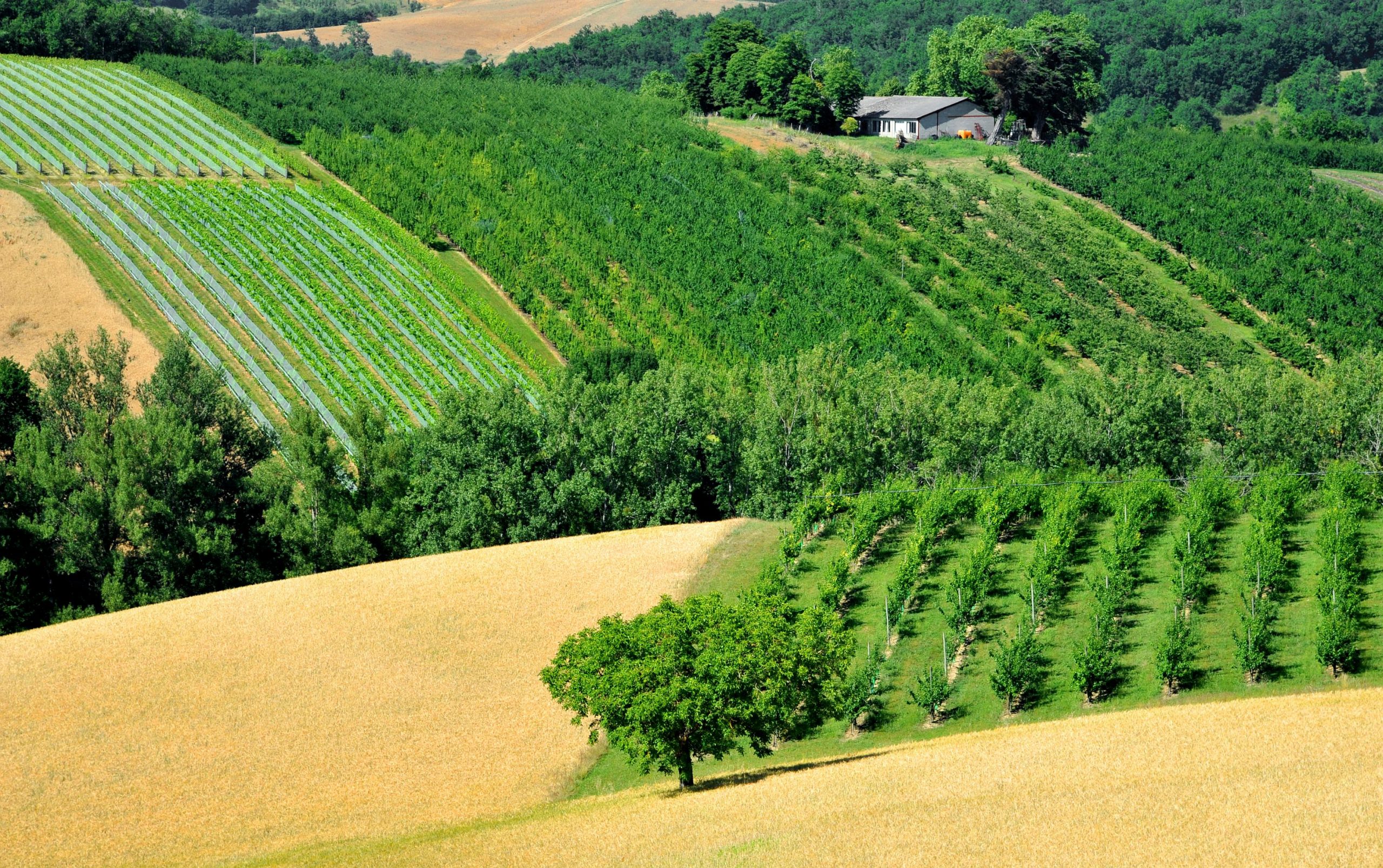 Vignes Moissac © Patrice THEBAULT / CRTL Occitanie