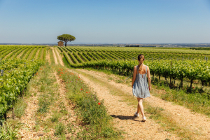 Vignobles du Gard © Charlene Pelut