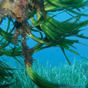 La plongée sous-marine