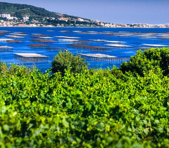Etang de Thau L'Etang de Thau © G.DESCHAMPS