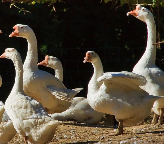 L'oie du Gers, VILMINOT Gérard - Collection Tourisme Gers/CDT Gers L'oie du Gers