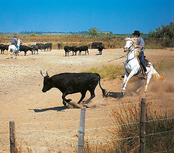 Manade en Camargue