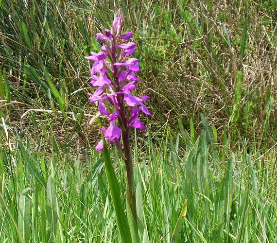 La Grande Motte_Orchis des marais_218