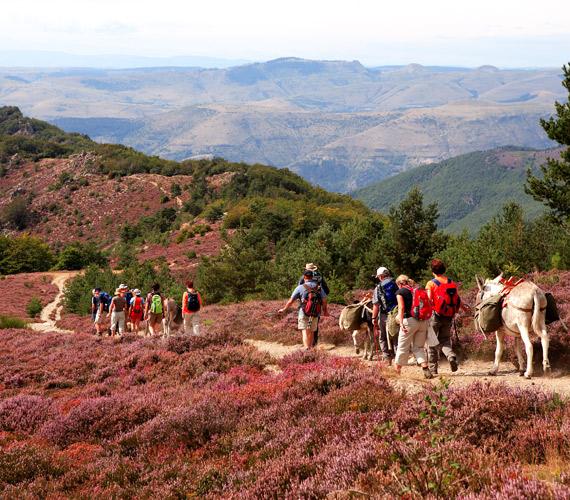Sur le chemin de Stevenson en Lozère