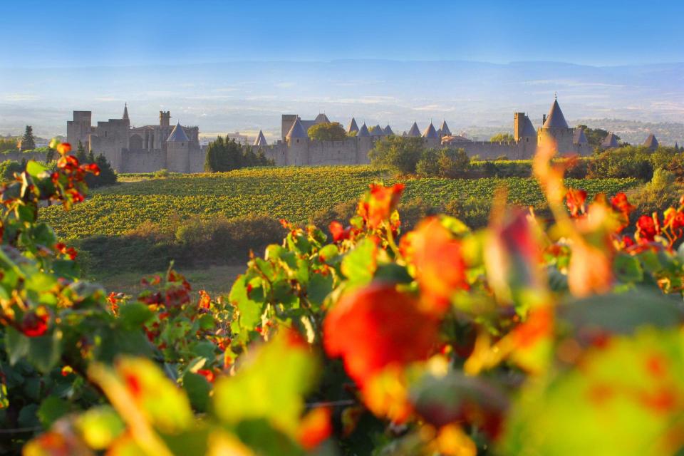 Carcassonne, vignes