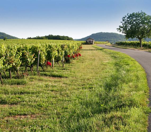 Cahors-wijngaard Le vignoble de Cahors