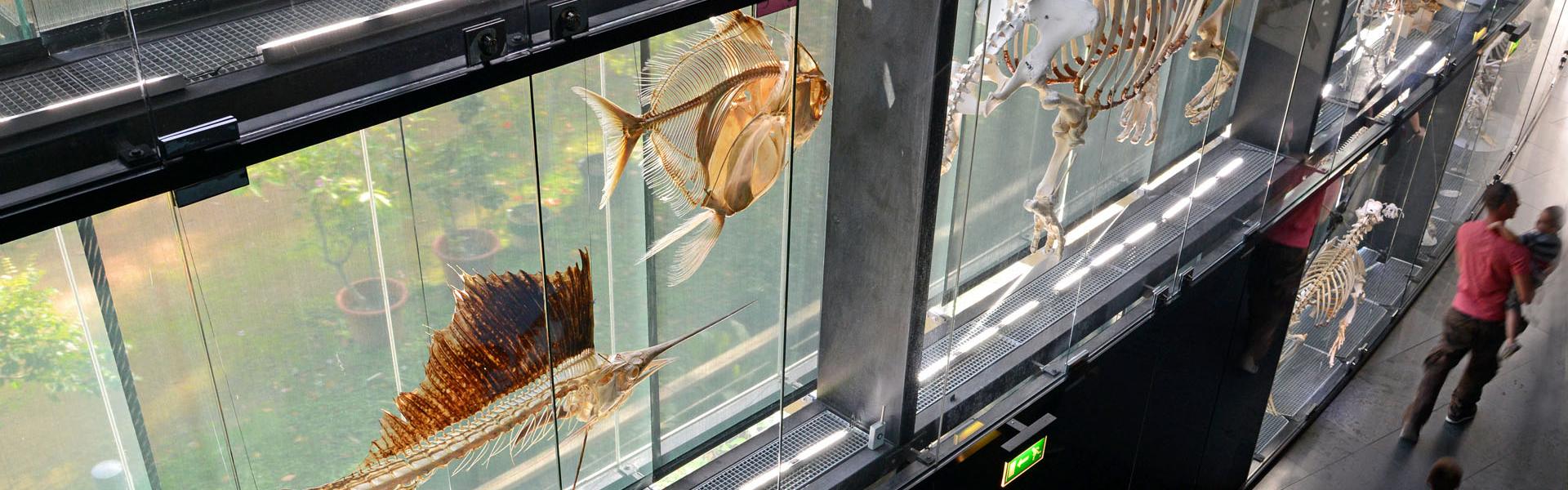 Muséum d'Histoire naturelle  Muséum d'Histoire naturelle à Toulouse