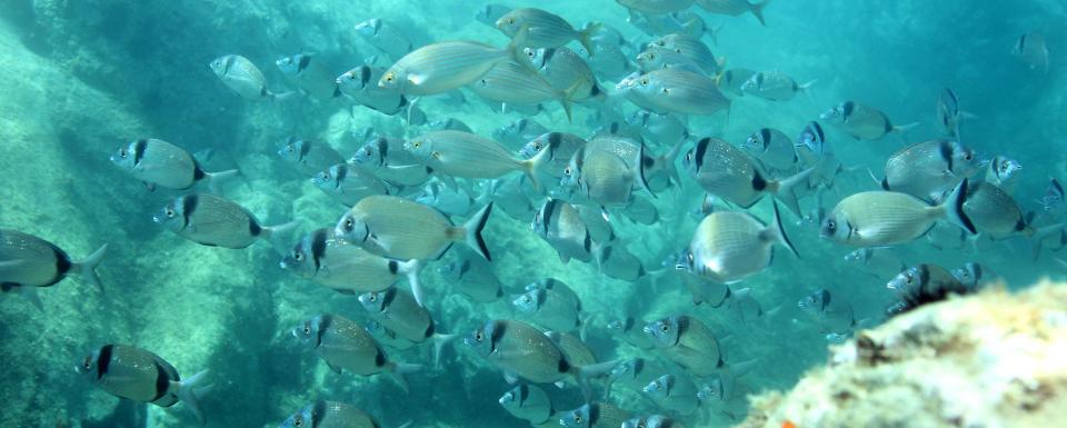 Réserve marine de Cerbère-Banyuls