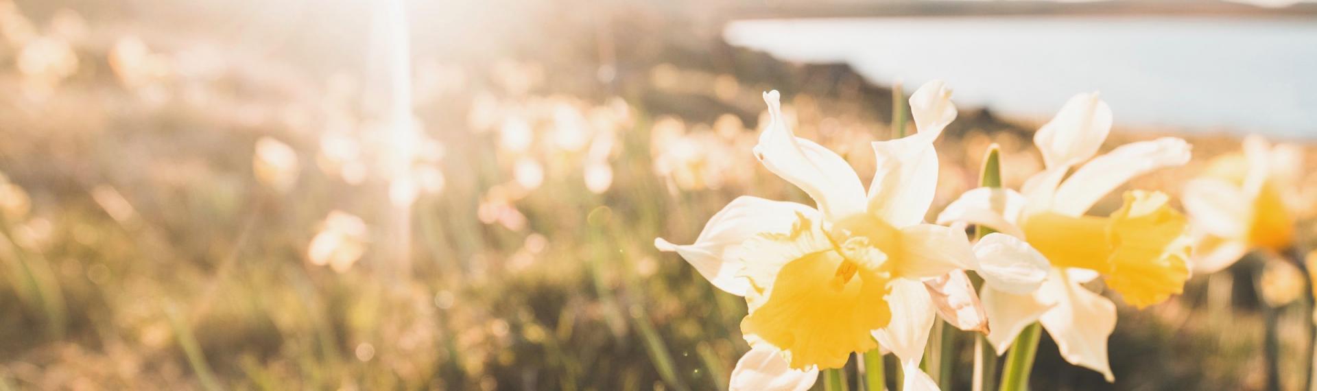Jonquilles, narcisses : c'est aussi ça le printemps !