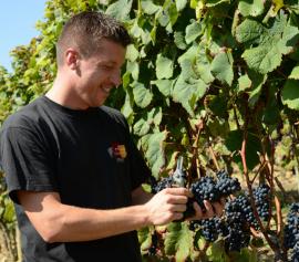 Vignoble d'Occitanie
