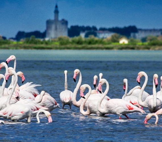 Aigues-Mortes in Camargue Aigues-Mortes en Camargue