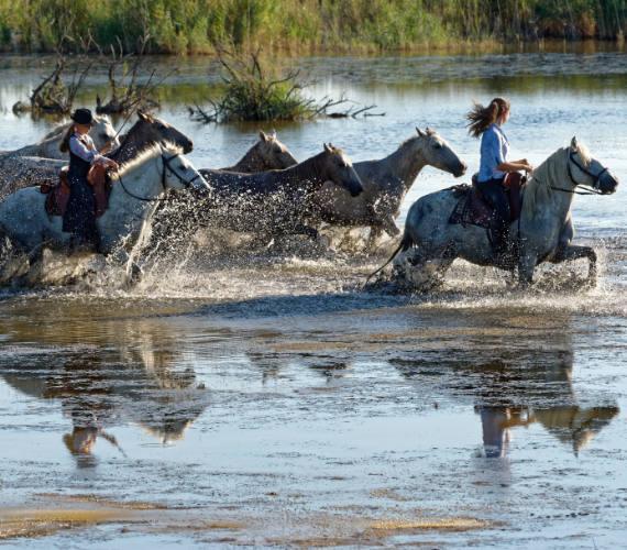 Chevaux de Camargue