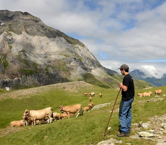 Berger et son troupeau au cirque de Gavarnie