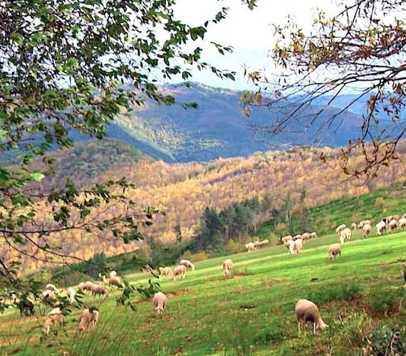 Cévennes