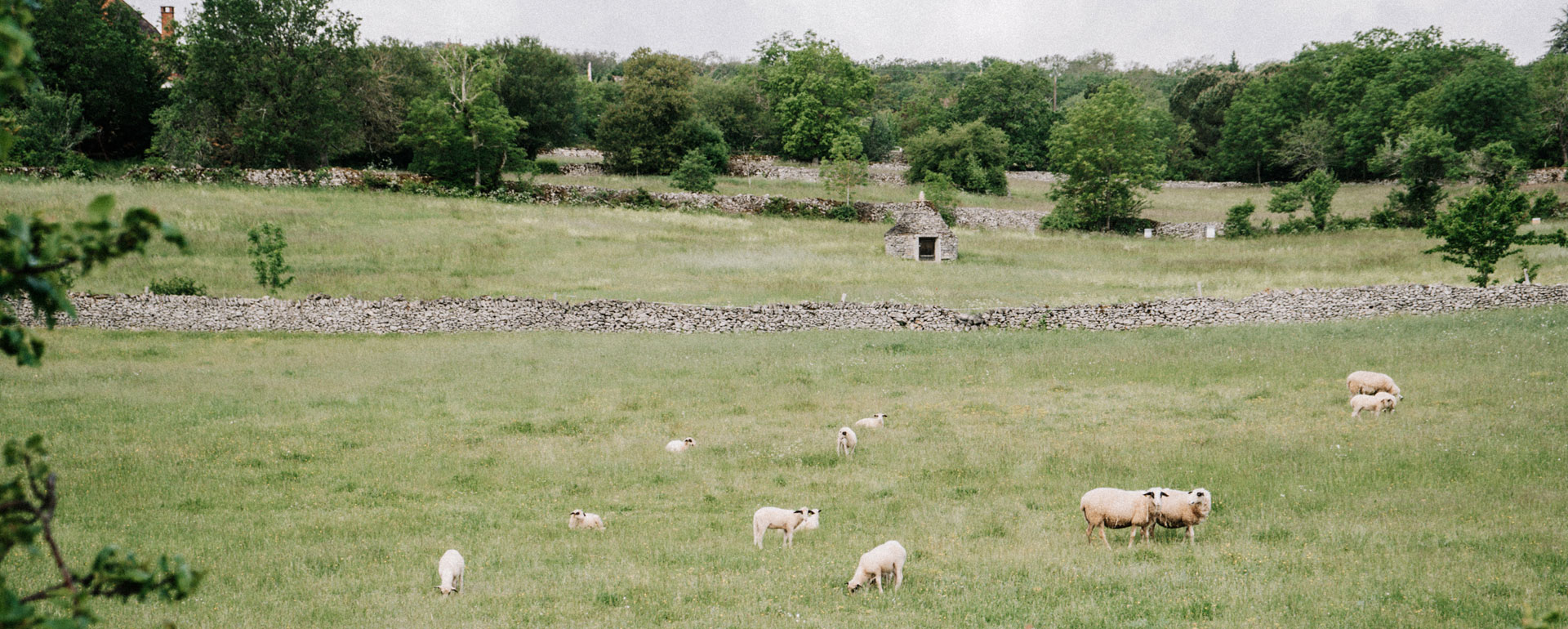 Kalksteenplateaus gevormd door schapen in de Lot