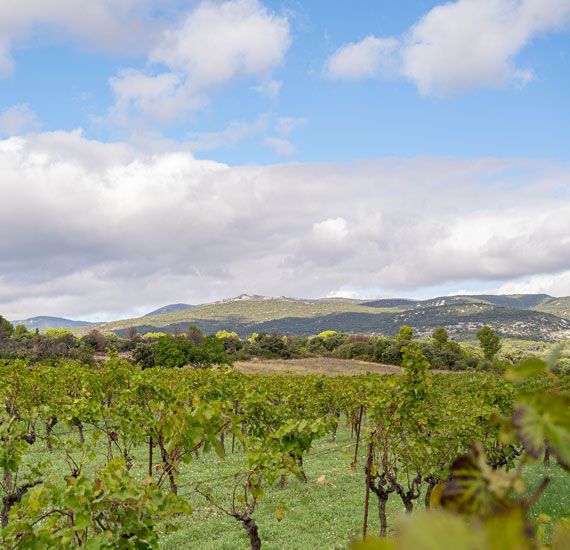 Vignoble dans l'Hérault