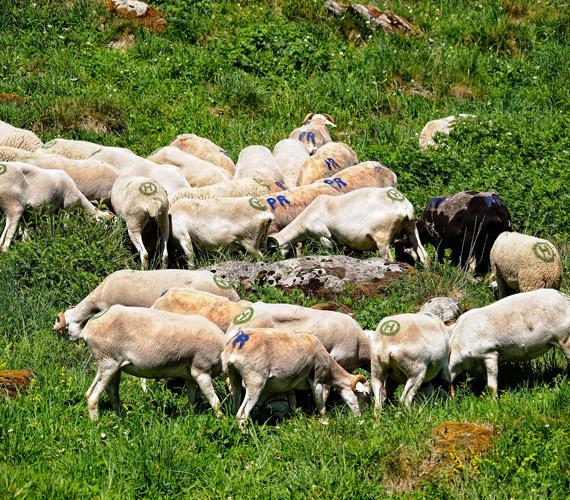 Pecore dei Pirenei Brebis des Pyrénées © D.Viet / CRTL Occitanie