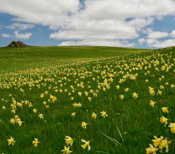 Jonquilles sur le plateau de l'Aubrac