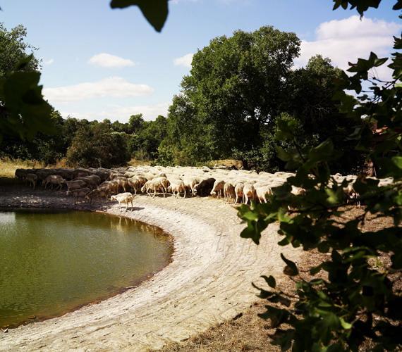 Lavogne Lavogne © D.Viet / CRTL Occitanie