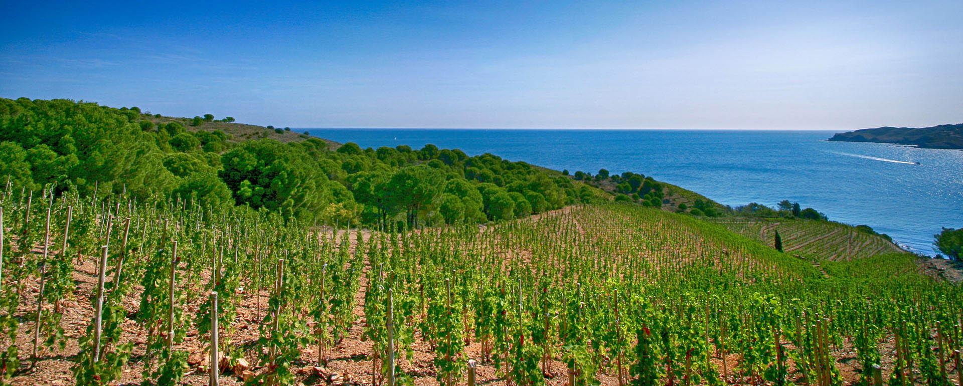 Vignoble de Banuyls-Collioure © G.DESCHAMPS / CRTL Occitanie