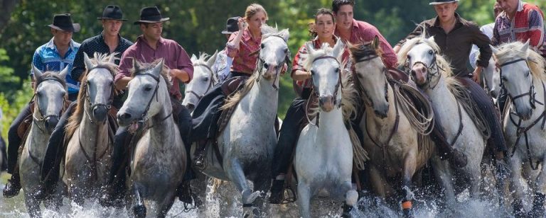 Chevaux de Camargue