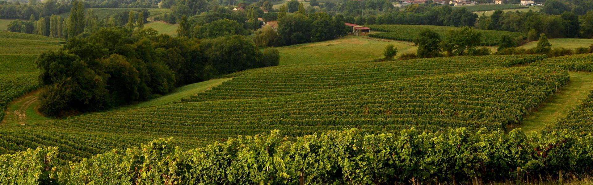 Viti AOP Saint-Mont Vignes de l'AOP Saint-Mont © Patrice THEBAULT / CRT Occitanie